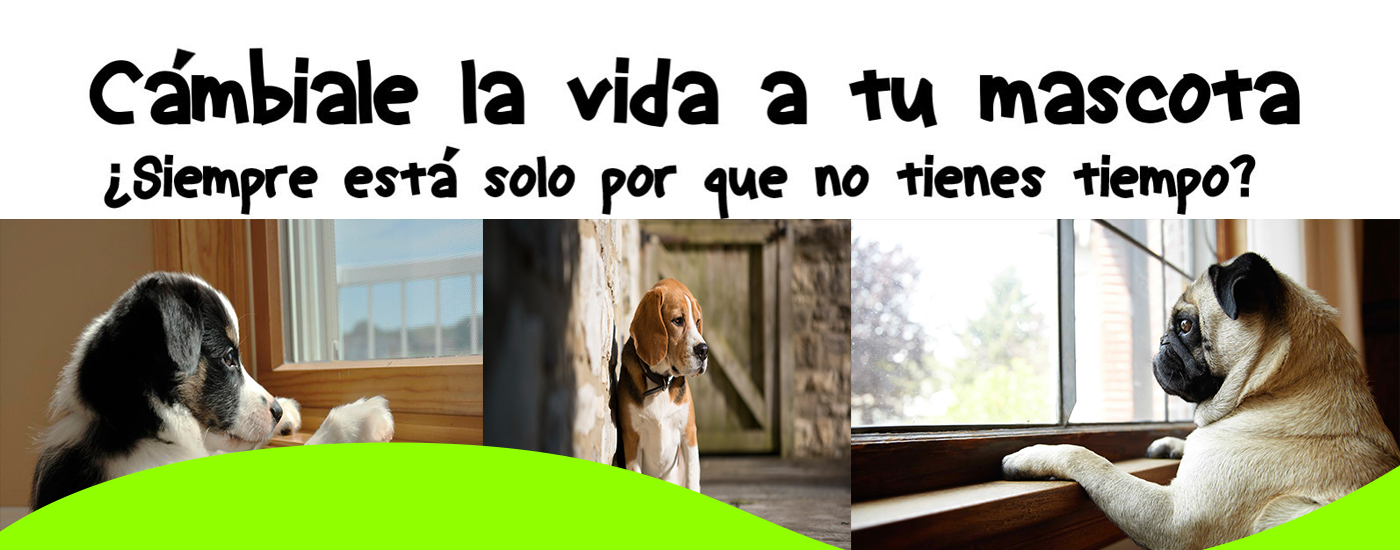 cambiale la vida a tu mascota