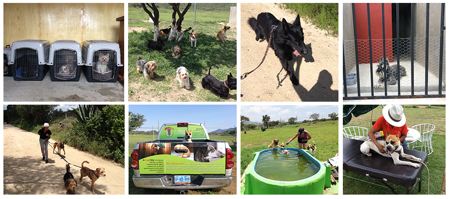 Hotel, Guarderia, transporte para perros, alberca