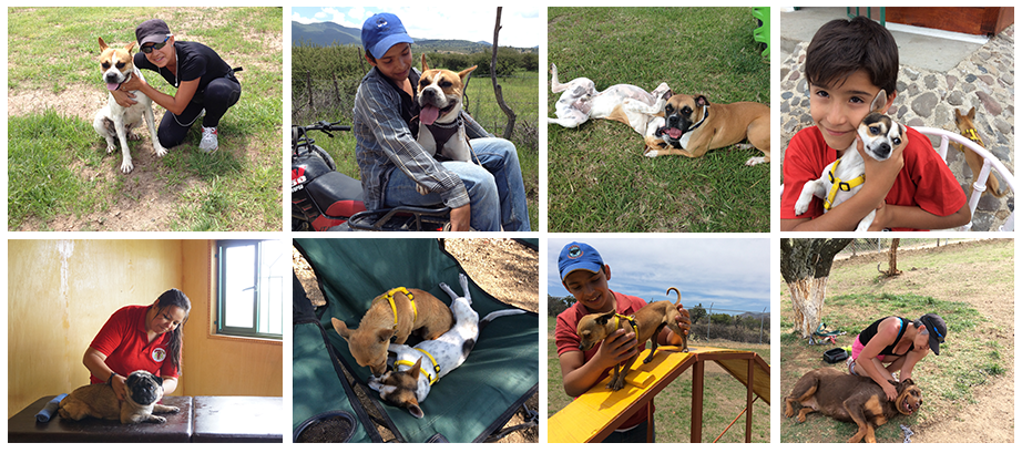 Mejor cuidado para tu perro